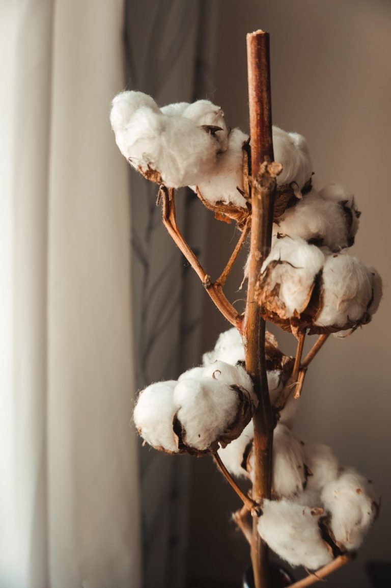 Unveiling the Global Dominance of Cotton: The Most Widely Used Fabric in the World